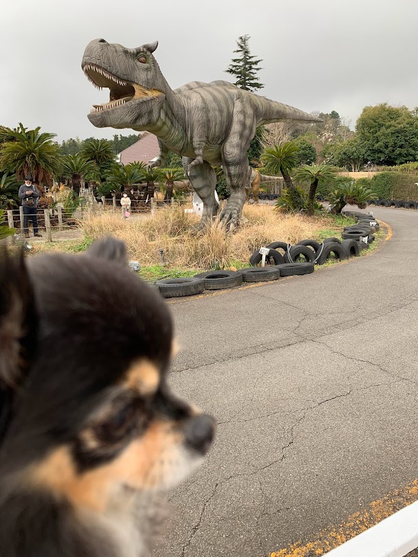 伊豆グランパル公園は犬と子供と楽しめる関東のおすすめスポット セミリタイアするチワワ