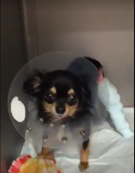 愛犬チワワが膝蓋骨脱臼 パテラ になって手術をした体験談 セミリタイアするチワワ